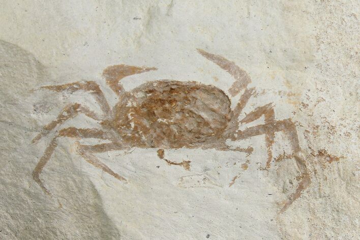Miocene Pea Crab (Pinnixa) Fossil - California #177044